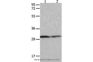 Western blot analysis of Hela cell and mouse kidney tissue  , using YWHAB Polyclonal Antibody at dilution of 1:550 (YWHAB 抗体)