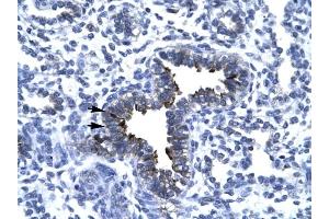 KIF5A antibody was used for immunohistochemistry at a concentration of 4-8 ug/ml to stain Epithelial cells of bronchiole (arrows) in Human Lung. (KIF5A 抗体  (Middle Region))