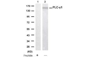 Image no. 2 for anti-phospholipase C, gamma 1 (PLCG1) (Tyr771) antibody (ABIN319399) (Phospholipase C gamma 1 抗体  (Tyr771))