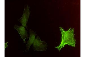Immunofluorescence of monoclonal antibody to ACTA2 on HeLa cell. (Smooth Muscle Actin 抗体  (AA 1-377))