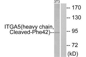 Western Blotting (WB) image for anti-Integrin, alpha 5 (ITGA5) (Cleaved-Phe42), (N-Term) antibody (ABIN1853564) (ITGA5 抗体  (Cleaved-Phe42, N-Term))