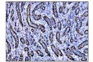 IHC analysis of CD147/Bsg using anti-CD147/Bsg antibody (ABIN7601575).