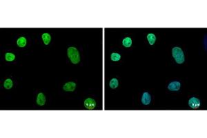 ICC/IF Image NANOG antibody [N3C3] detects NANOG protein at nucleus by immunofluorescent analysis. (Nanog 抗体)
