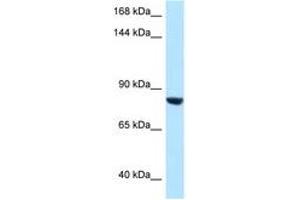 Image no. 1 for anti-Dapper, Antagonist of beta-Catenin, Homolog 1 (DACT1) (AA 673-722) antibody (ABIN6747917) (DACT1 抗体  (AA 673-722))