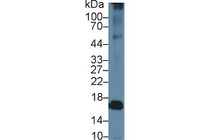 Western Blotting (WB) image for anti-Aquaporin 2 (Collecting Duct) (AQP2) (AA 177-271) antibody (ABIN7432103)