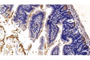 Detection of TFF2 in Mouse Small intestine Tissue using Polyclonal Antibody to Trefoil Factor 2 (TFF2) (Trefoil Factor 2 抗体  (AA 25-127))
