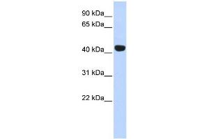 WB Suggested Anti-EGLN2 Antibody Titration:  0. (PHD1 抗体  (Middle Region))