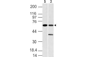 Image no. 1 for anti-Vang-Like 1 (Vangl1) (AA 148-400) antibody (ABIN5027628) (Vangl1 抗体  (AA 148-400))