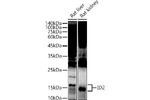Western blot analysis of extracts of various cell lines, using ID2 antibody (ABIN3021261, ABIN3021262, ABIN3021263 and ABIN6214091) at 1:500 dilution. (Id2 抗体  (AA 75-134))