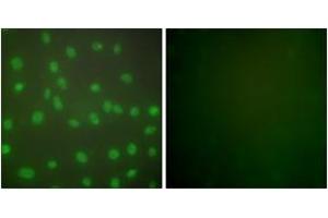 Immunofluorescence analysis of NIH-3T3 cells, using HDAC1 Antibody. (HDAC1 抗体  (AA 433-482))