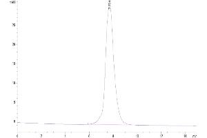 The purity of Human IL-2 R beta is greater than 95 % as determined by SEC-HPLC.
