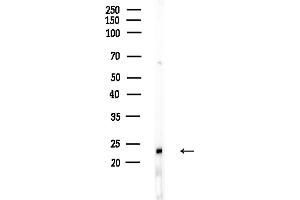 anti-Ras Homolog Family Member G (RHOG) (Internal Region) antibody