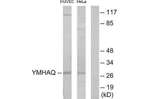 Western Blotting (WB) image for anti-14-3-3 theta (YWHAQ) (Internal Region) antibody (ABIN1850148) (14-3-3 theta 抗体  (Internal Region))