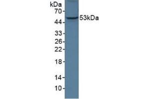 Western blot analysis of Human A375 Cells. (ANGPTL3 抗体  (AA 22-281))