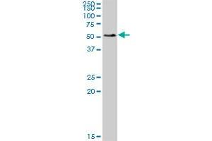 SMAP1 MaxPab polyclonal antibody. (SMAP1 抗体  (AA 1-440))