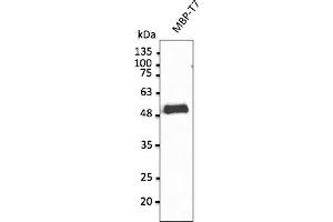 Western Blotting (WB) image for anti-T7-Tag antibody (ABIN6254213) (T7-Tag 抗体)