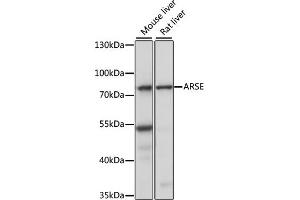 Western blot analysis of extracts of various cell lines, using ARSE antibody (ABIN7265688) at 1:1000 dilution. (Arylsulfatase E 抗体  (AA 520-589))