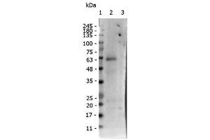 Western Blot of Rabbit anti-receptor ROR gamma pS203 antibody. (RORC 抗体  (pSer203))
