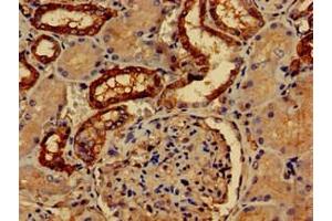 Immunohistochemistry of paraffin-embedded human kidney tissue using ABIN7162619 at dilution of 1:100 (Paralemmin 抗体  (AA 1-384))