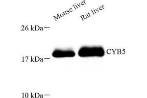 Western blot analysis of CYB5 (ABIN7073662) at dilution of 1: 250