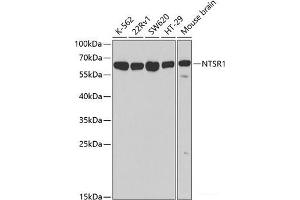 Western blot analysis of extracts of various cell lines using NTSR1 Polyclonal Antibody at dilution of 1:500. (NTSR1 抗体)