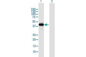Western Blot analysis of SFRS5 expression in transfected 293T cell line by SFRS5 MaxPab polyclonal antibody.