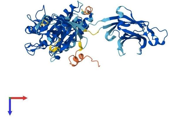 Copine IV Protein (CPNE4) (AA 1-557) (His tag)