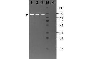 Western blotting using Fluorescein conj ugated beta Galactosidase antibody shows a band at (GLB1 抗体)