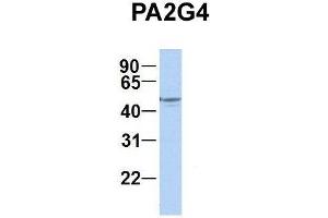 Host:  Rabbit  Target Name:  PA2G4  Sample Type:  Human Fetal Brain  Antibody Dilution:  1. (PA2G4 抗体  (C-Term))