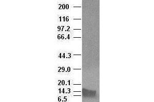 BMP4 antibody (6B7) at 1:100000 dilution + Recombinant human BMP4 (BMP4 抗体  (AA 293-408))