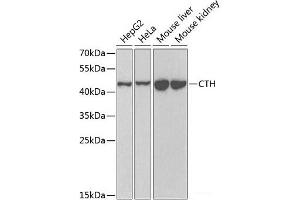 Western blot analysis of extracts of various cell lines using CTH Polyclonal Antibody at dilution of 1:1000. (CTH 抗体)