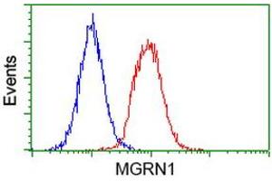 Image no. 3 for anti-Mahogunin, Ring Finger 1 (MGRN1) antibody (ABIN1499460) (Mahogunin RING Finger Protein 1 抗体)