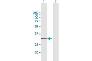 Western Blot analysis of CYC1 expression in transfected 293T cell line by CYC1 MaxPab polyclonal antibody. (Cytochrome C1 抗体  (AA 1-325))