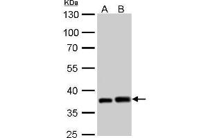 Western Blotting (WB) image for anti-Peroxisomal Biogenesis Factor 19 (PEX19) antibody (ABIN2856772)