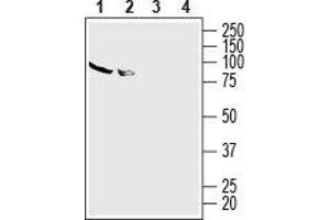 Western blot analysis of human HL-60 promyelocytic leukemia cell line lysate (lanes 1 and 3) and human Jurkat T-cell leukemia cell line lysate (lanes 2 and 4): - 1,2. (Adenosine A2a Receptor 抗体  (2nd Extracellular Loop))