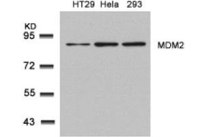 Image no. 2 for anti-Mdm2, p53 E3 Ubiquitin Protein Ligase Homolog (Mouse) (MDM2) (Ser166) antibody (ABIN319418) (MDM2 抗体  (Ser166))