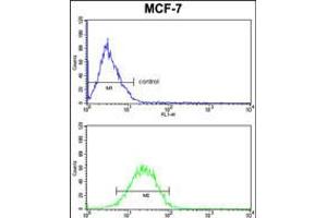 Flow cytometric analysis of MCF-7 cells (bottom histogram) compared to a negative control cell (top histogram). (Casein alpha S1 抗体  (AA 42-70))