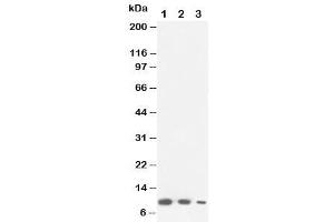 Western blot testing of Lymphotactin antibody and Lane 1:  recombinant mouse protein 10ng (XCL1 抗体  (C-Term))