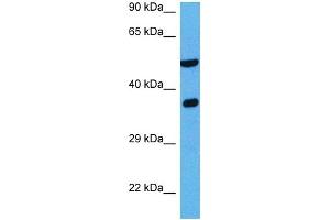 Host:  Rabbit  Target Name:  NDRG2  Sample Tissue:  Mouse Liver  Antibody Dilution:  1ug/ml (NDRG2 抗体  (C-Term))