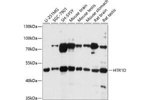 Western blot analysis of extracts of various cell lines, using HTR1D antibody (ABIN7270237) at 1:1000 dilution. (5HT1D 抗体  (AA 150-250))