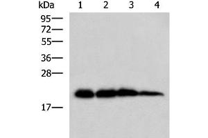 Western blot analysis of Rat brain tissue Hela HepG2 and A172 cell lysates using HPCAL1 Polyclonal Antibody at dilution of 1:1000 (HPCAL1 抗体)