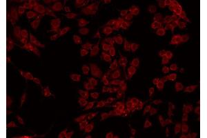 ABIN6274968 staining HepG2 by IF/ICC. (CPB2 抗体  (Internal Region))