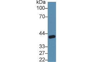 Western Blot; Sample: Rat Kidney lysate; Primary Ab: 5µg/ml Rabbit Anti-Rat ANGPTL4 Antibody Second Ab: 0. (ANGPTL4 抗体  (AA 182-394))