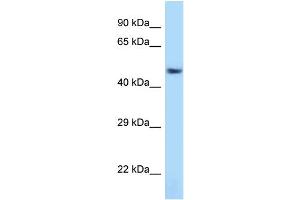 WB Suggested Anti-Atf7 Antibody Titration: 1. (AFT7 抗体  (C-Term))