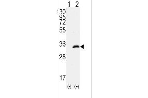 Western blot analysis of CDK1(arrow) using rabbit polyclonal CDK1 Antibody (T14) (ABIN391744 and ABIN2841621). (CDK1 抗体  (AA 1-30))