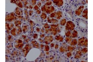 IHC image of ABIN7127597 diluted at 1:100 and staining in paraffin-embedded human salivary gland tissue performed on a Leica BondTM system. (Recombinant Lactoferrin 抗体)