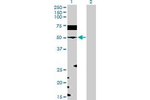 Western Blot analysis of EEF1G expression in transfected 293T cell line by EEF1G MaxPab polyclonal antibody. (EEF1G 抗体  (AA 1-437))