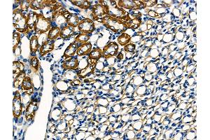 ABIN6260861 and ABIN6266513 at 1/100 staining Mouse kidney tissue by IHC-P. (CLDN10 抗体  (C-Term))