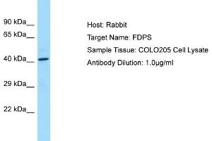 Host: RabbitTarget Name: FDPSAntibody Dilution: 1. (FDPS 抗体  (C-Term))