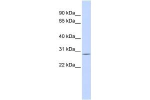 Western Blotting (WB) image for anti-Enoyl CoA Hydratase, Short Chain, 1, Mitochondrial (ECHS1) (N-Term) antibody (ABIN2782325)